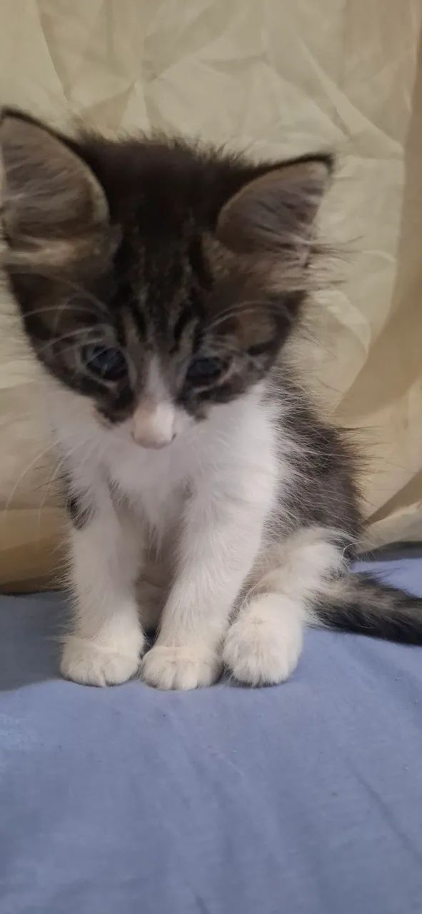 Doa-se filhote de gato - Foto 4