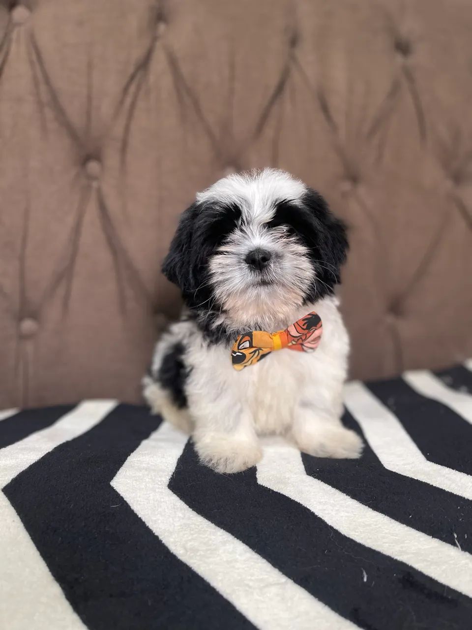 Shihtzu macho - Foto 3