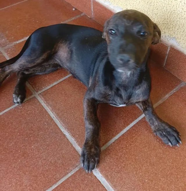 Doação  - Foto 2