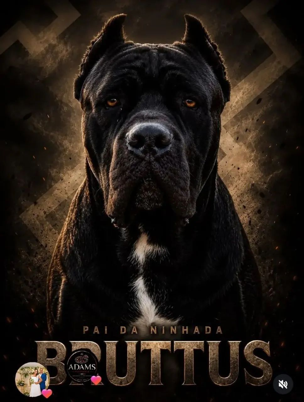 Cane corso - Foto 3