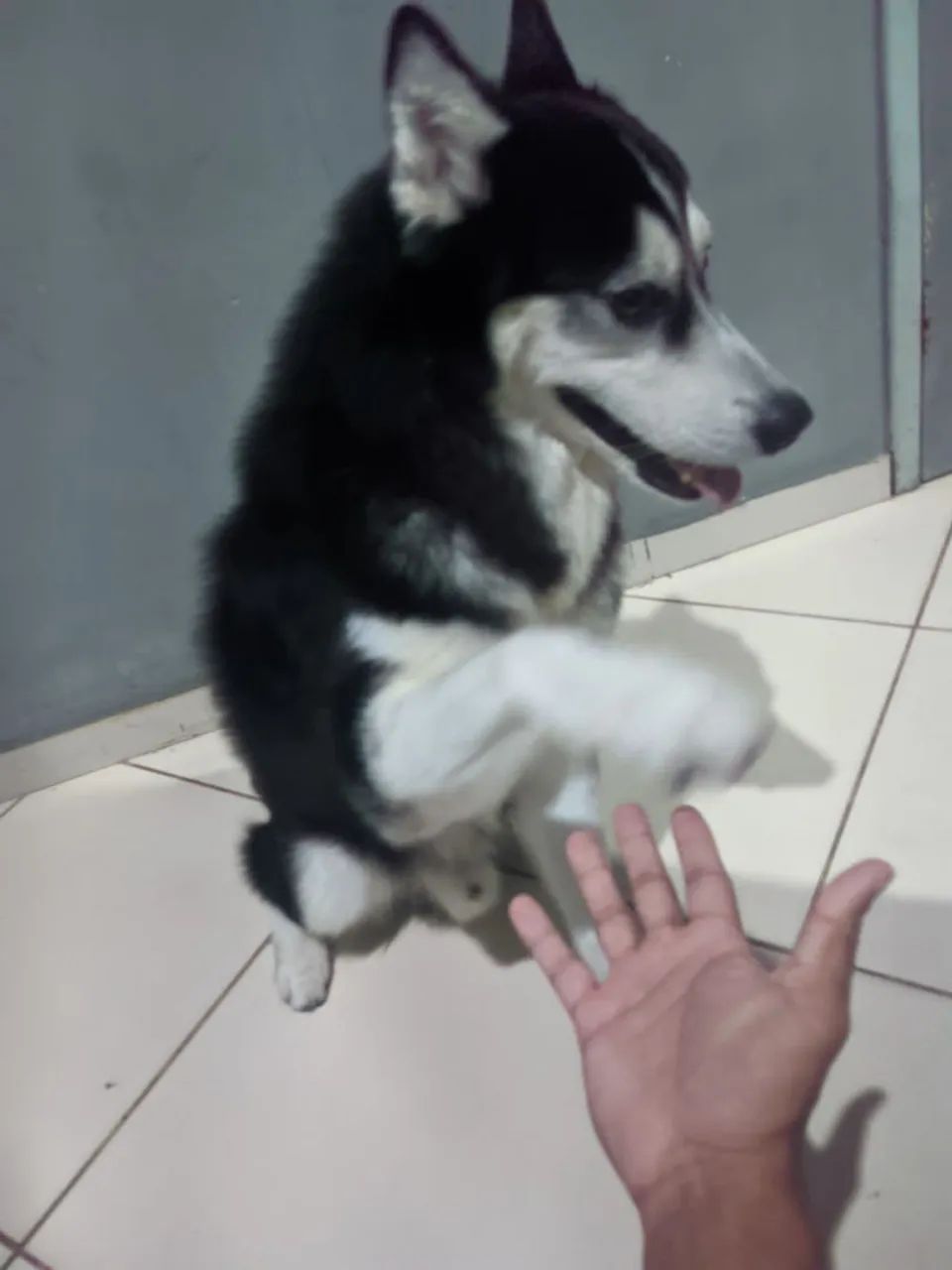 Husky siberiano  - Foto 2