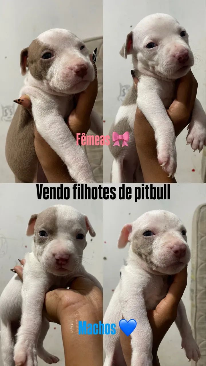 Filhote de pitbull 