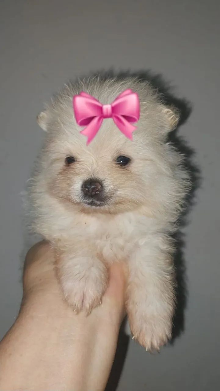 Spitz alemão - Foto 3