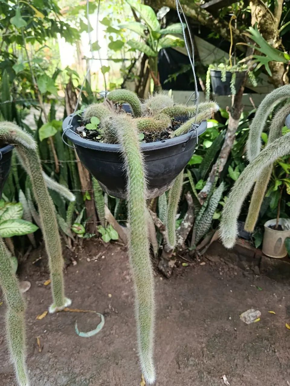 Rabo de macaco  - Foto 3