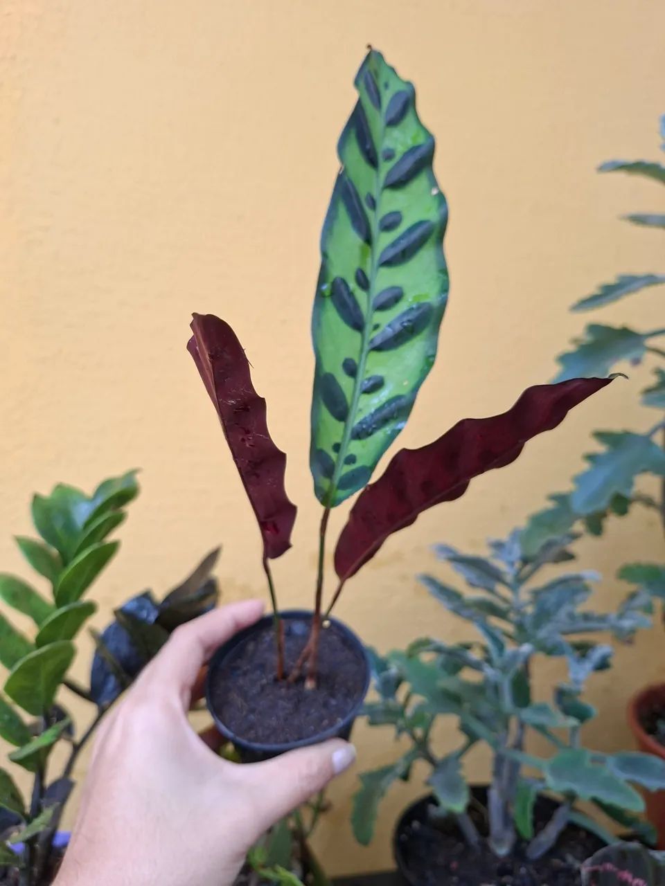 Planta