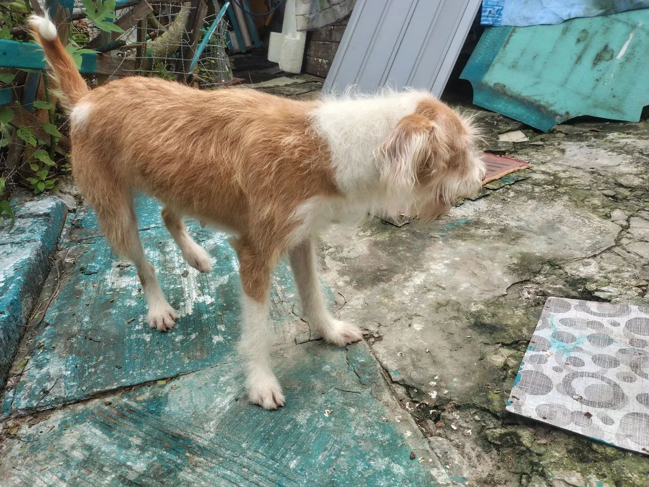 Doação de cachorra  - Foto 5
