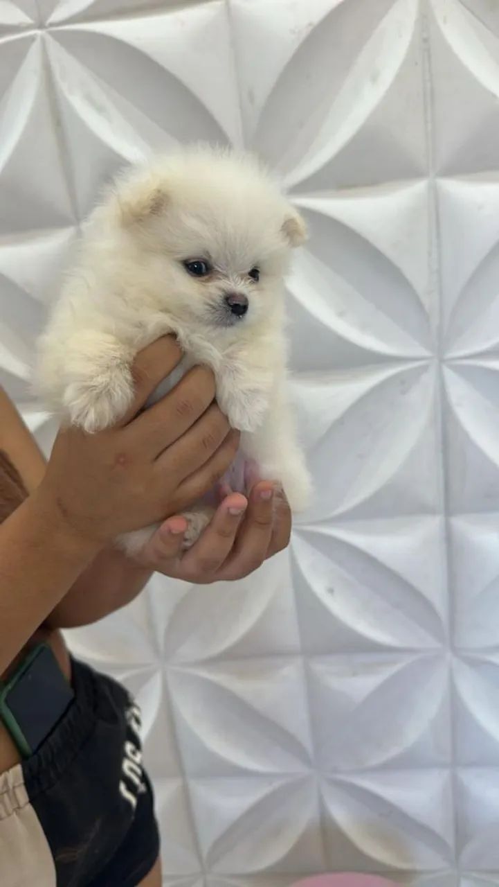 Cachorro lulu - Foto 2