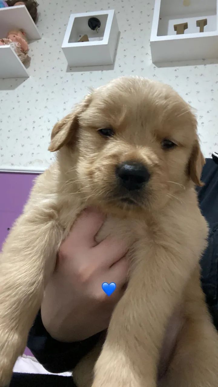 Golden Retriever