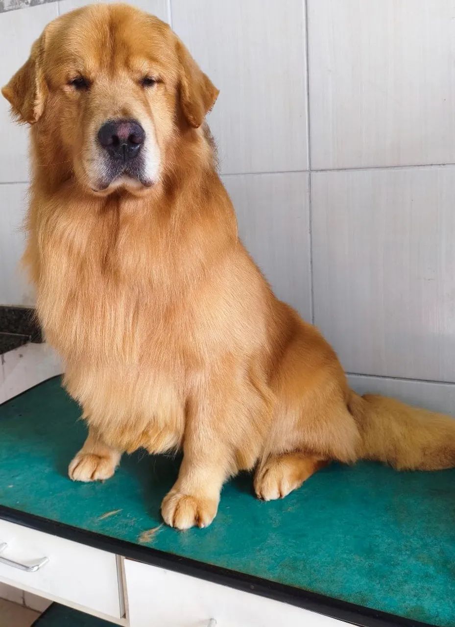 Golden Retriever  - Foto 2