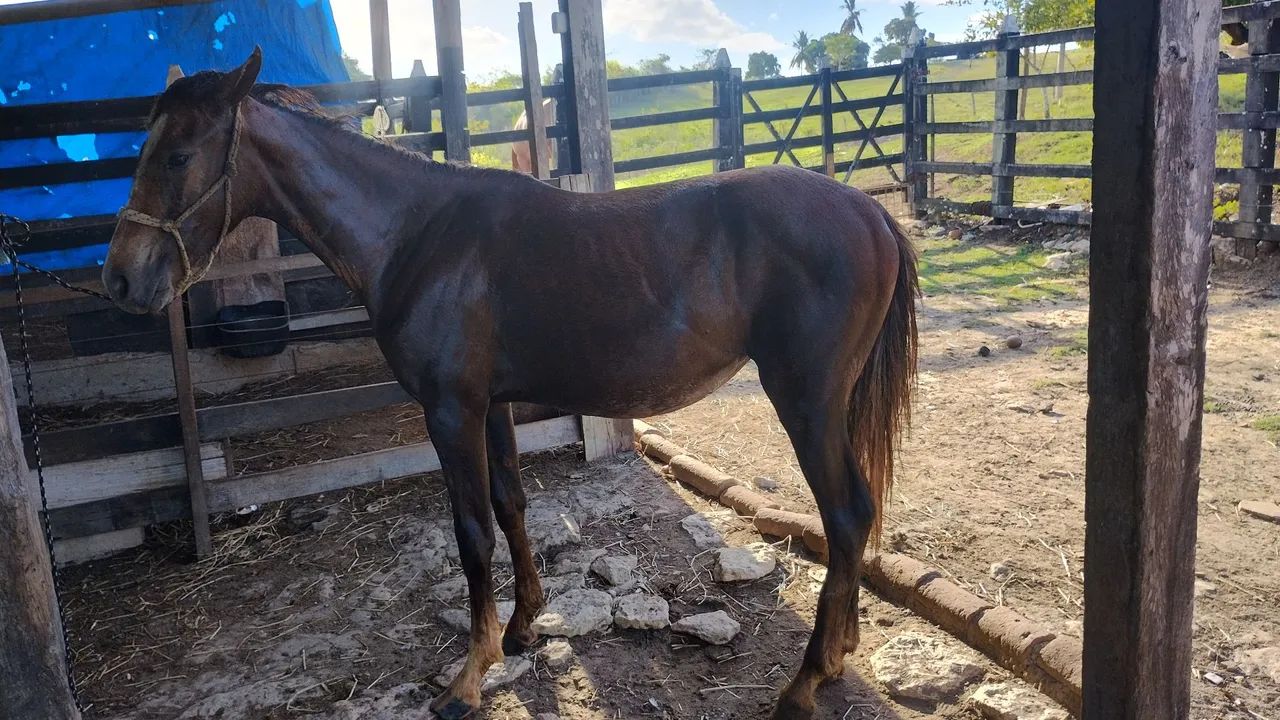 Vendo ou troco potra mestiça de mangalarga  - Foto 3