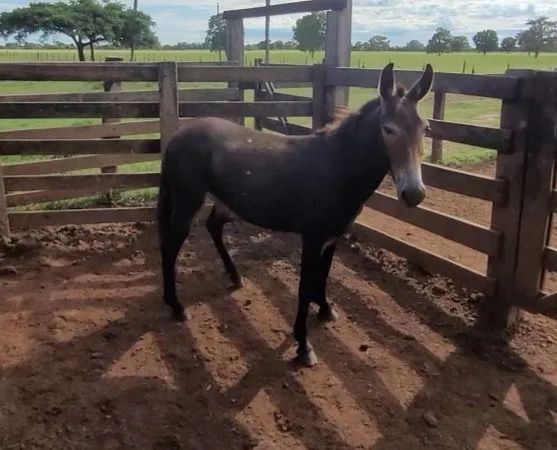 Vende-se burro para serviço - Foto 6