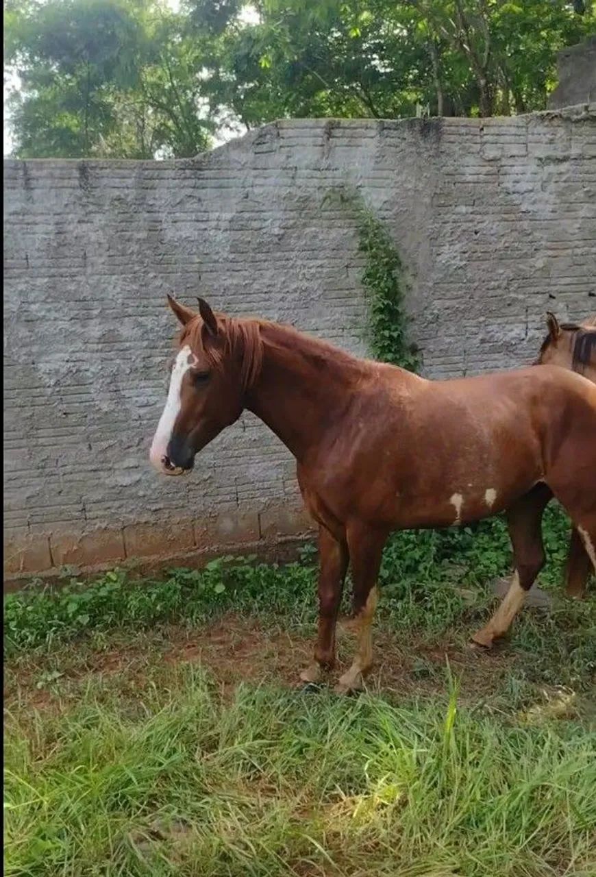 Cavalo  - Foto 2