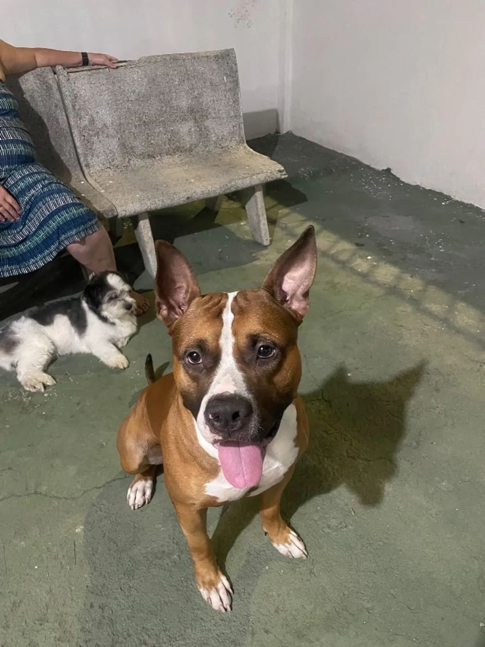 Doação de American Pitbull - Foto 5