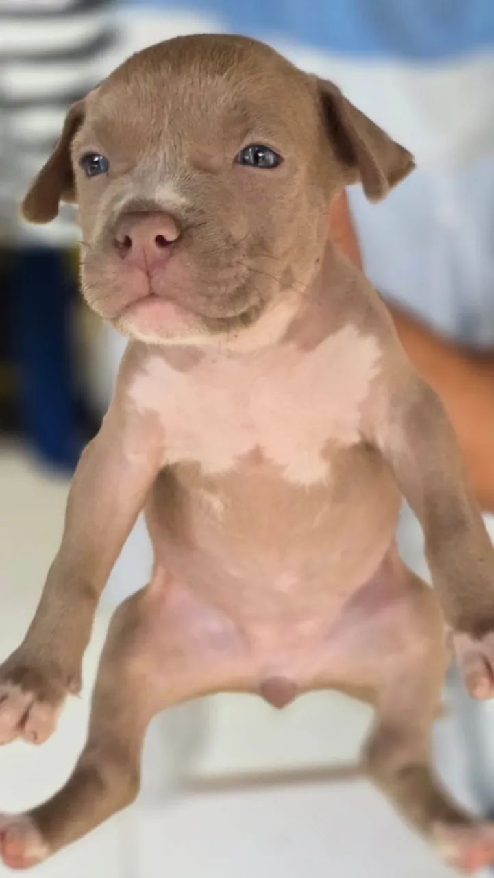 American Bully  - Foto 3