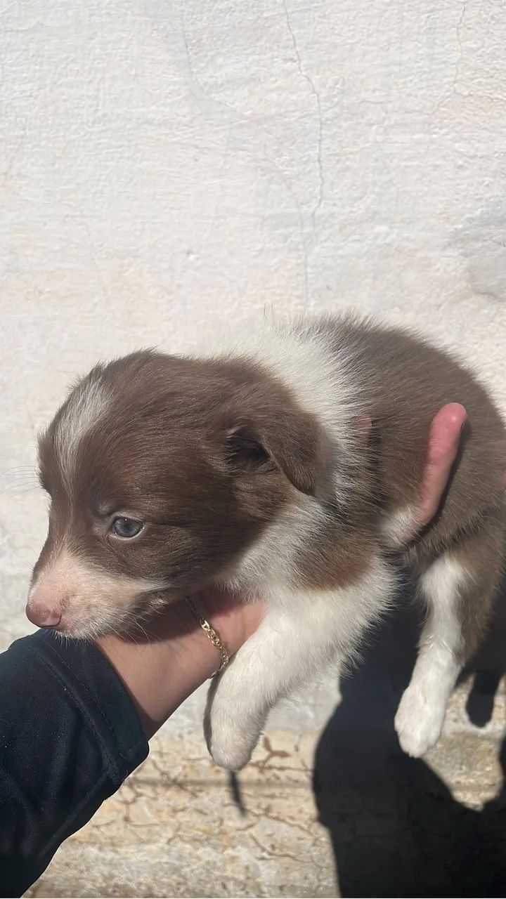 Filhotes boder collie 