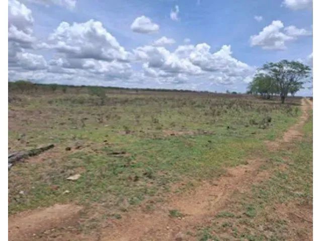 Sítio c/ 80ha em Girau do Ponciano/AL - Foto 3