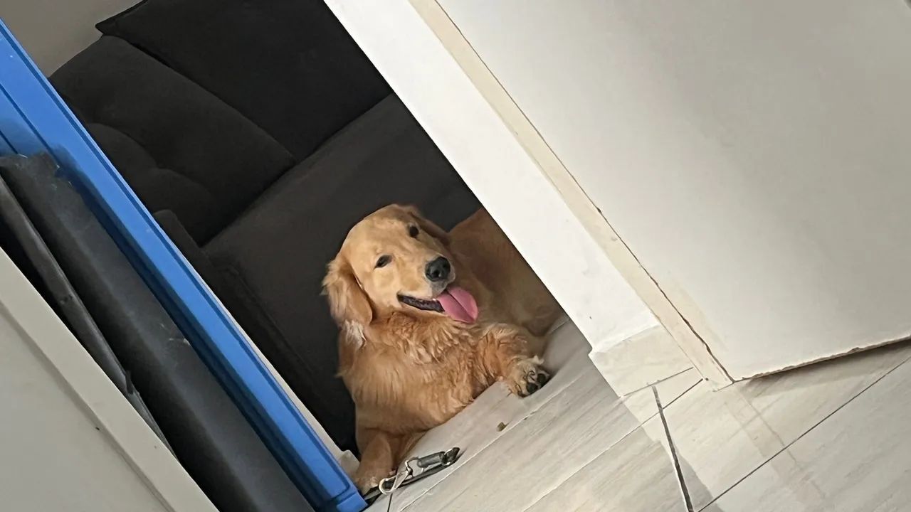 Freddy Golden Retriever Macho  - Foto 3