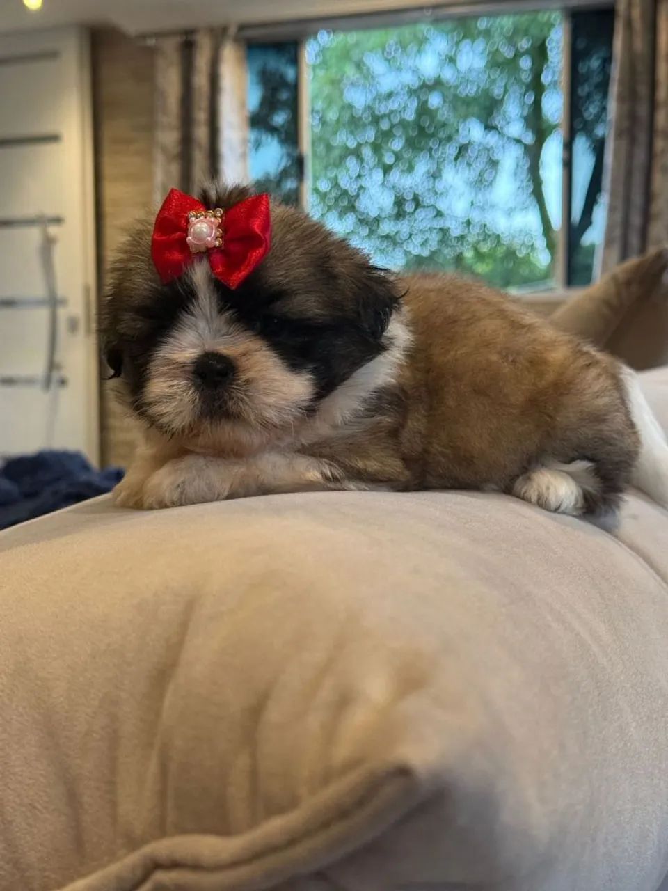 Shih Tzu adorável 