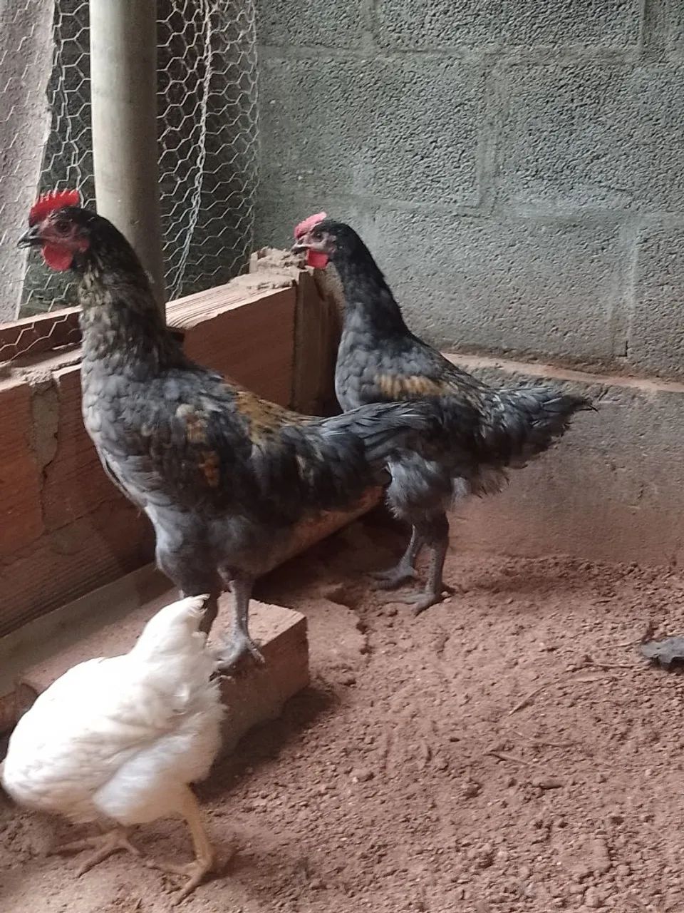 Galos e galarotes  - Foto 4