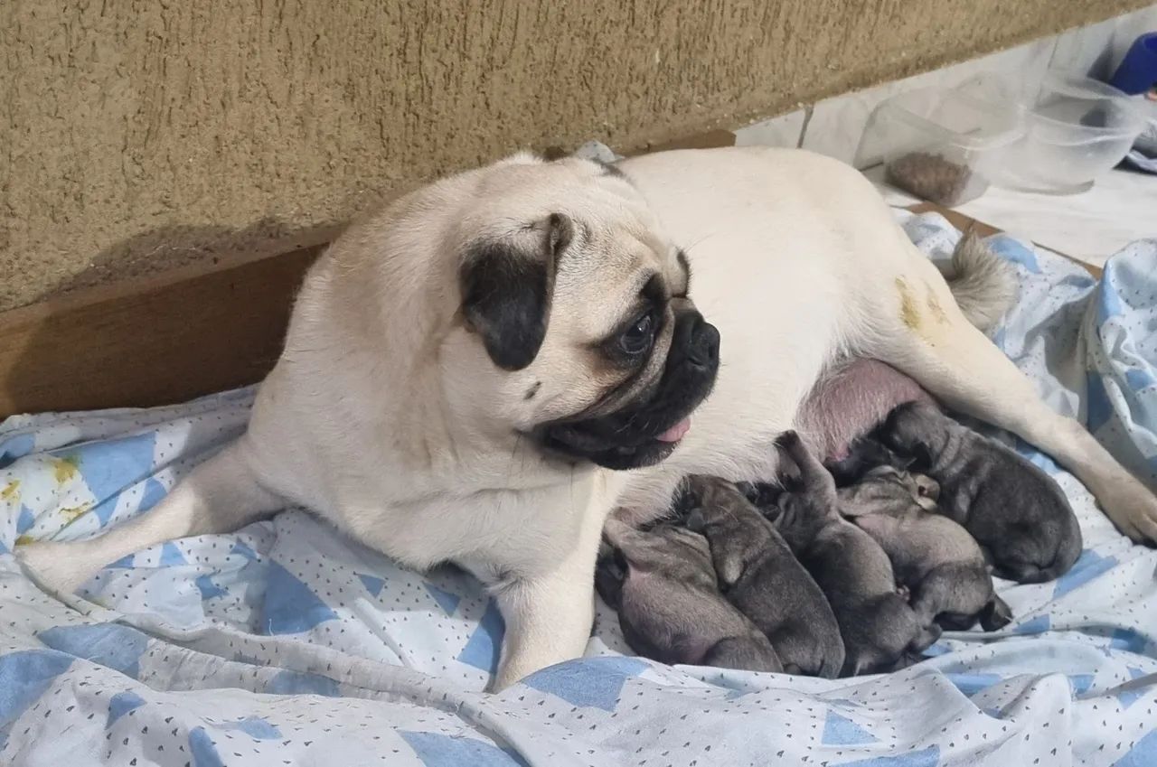 Pug  - Foto 4