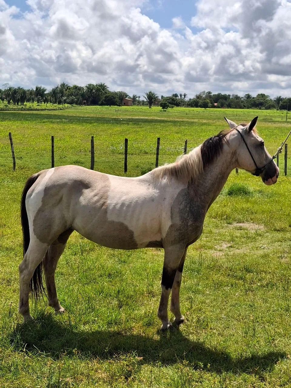 EGUA PAINT HORSE - Foto 2