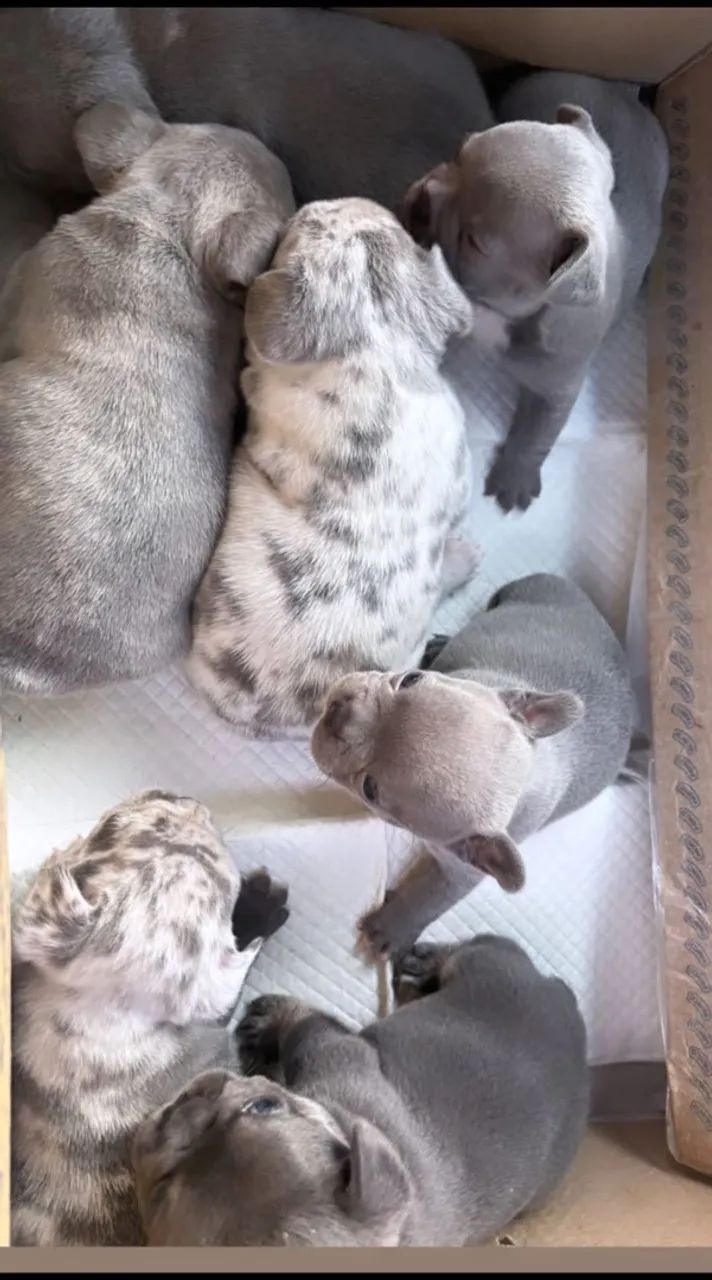 Buldogues francês  - Foto 4