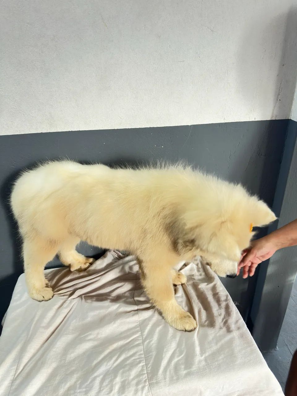 Cachorro Samoieda - Foto 4
