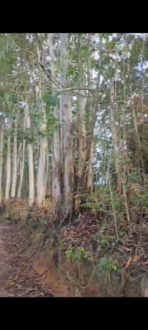 SÍTIO COM EUCALIPTO EM ARMAZÉM SC  - Foto 4