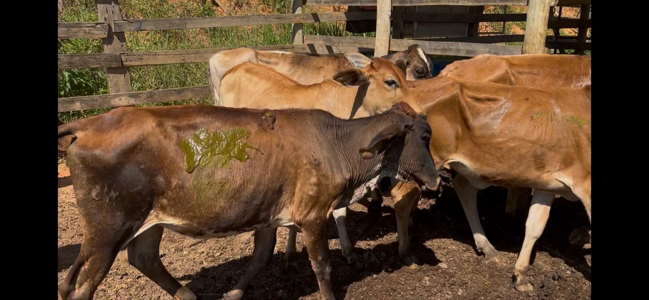 Bezerros e bezerras - Foto 3