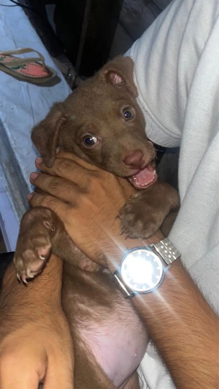 doação de cachorrinhos! 