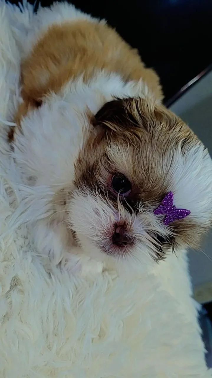 Shihtzu  - Foto 2