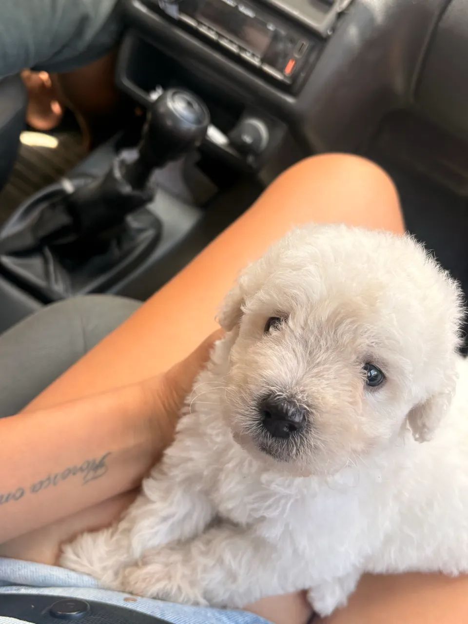 Poodle toy