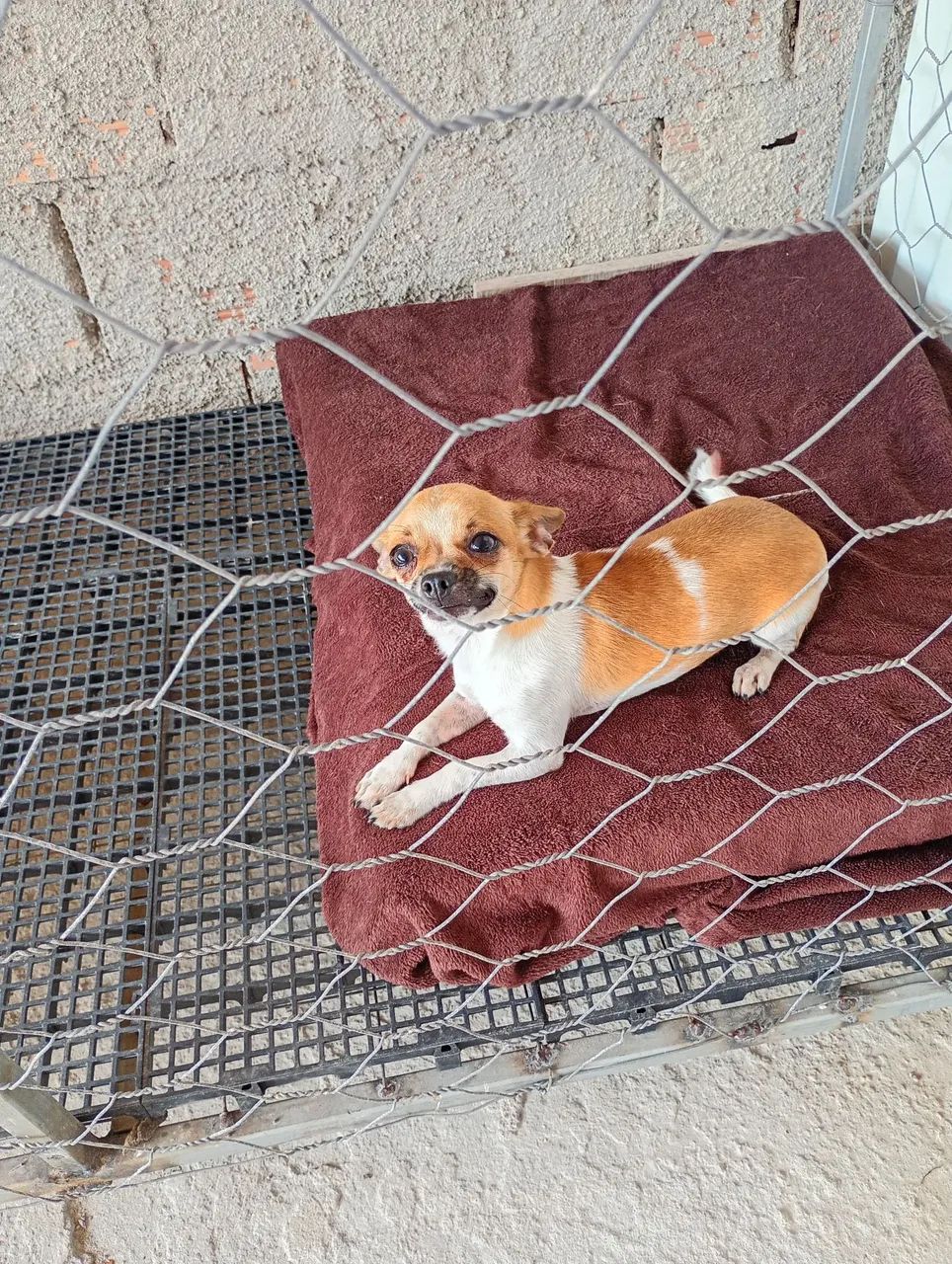 Cachorra 