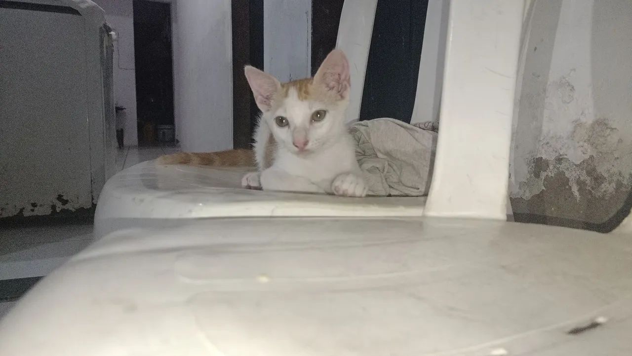 Adoção responsável  - Foto 2