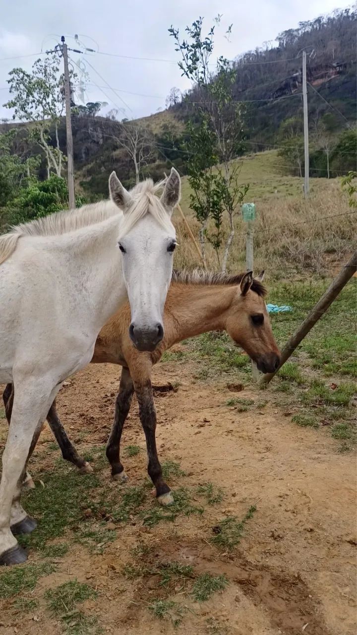 Égua Mangalarga Mansa + Potro 1 Ano. - Foto 3