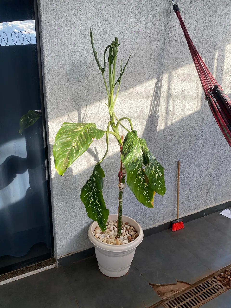 Planta Comigo Ninguém Pode