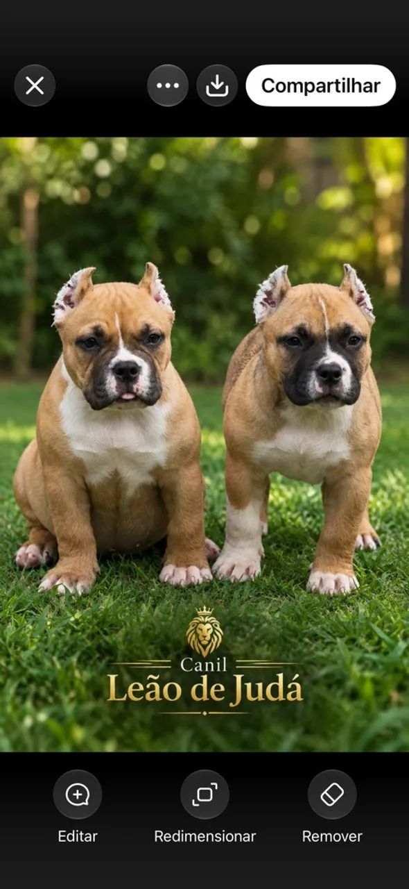 American bully 