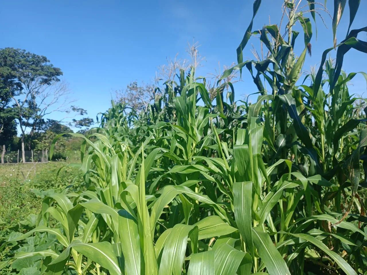 Fazenda 130ha - Foto 3