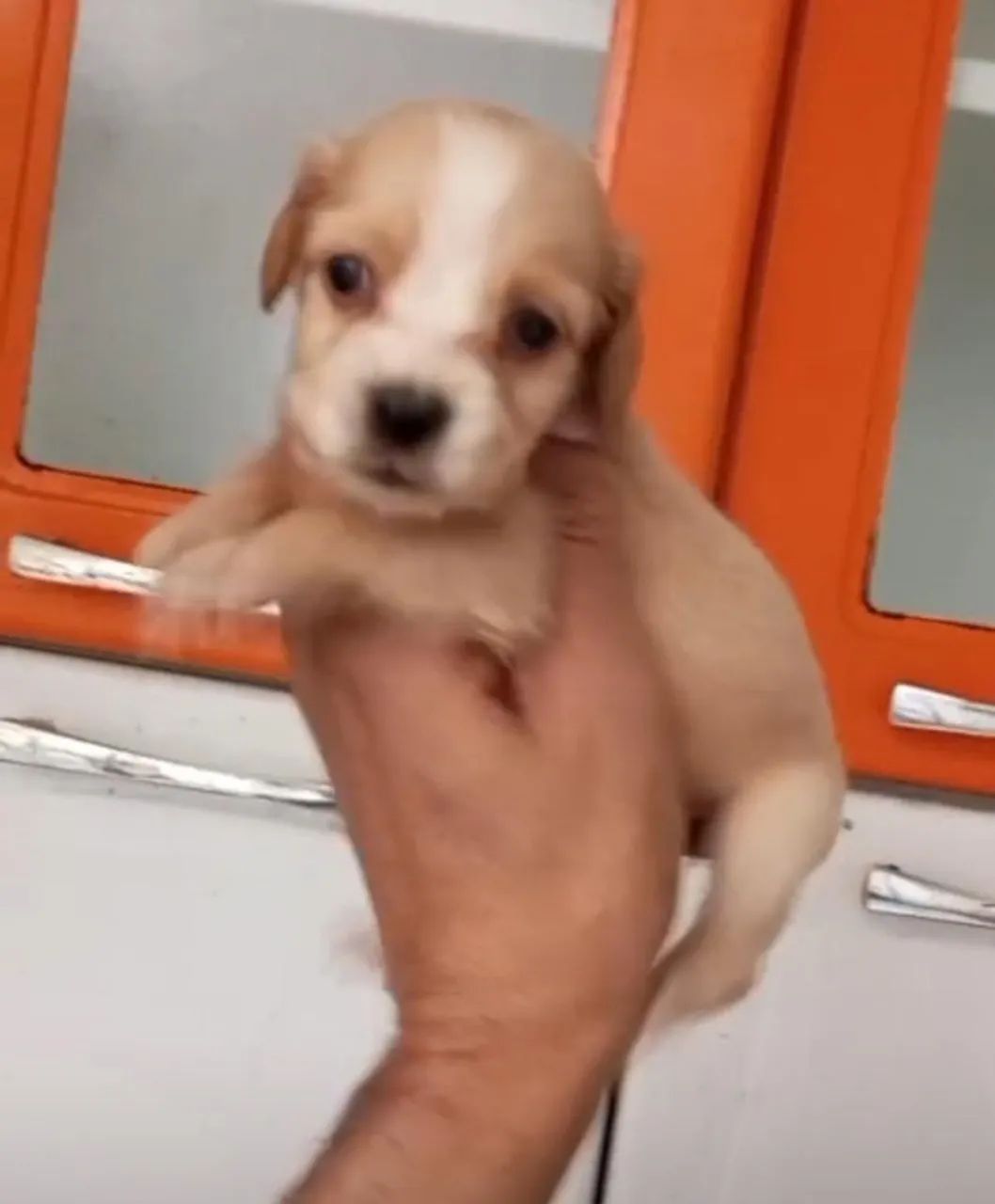 Cocker spaniel lindos filhotes 