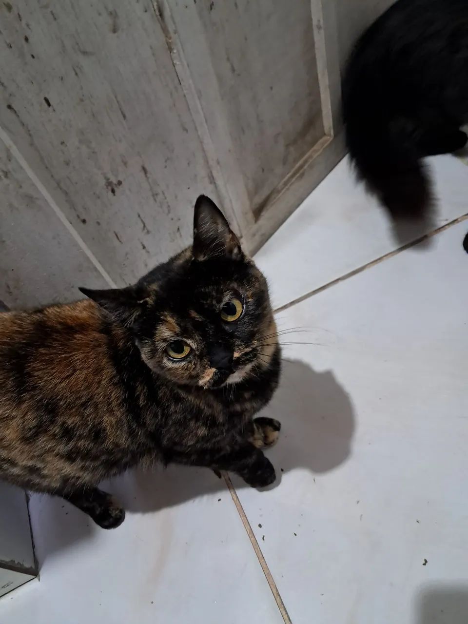 Gatos 