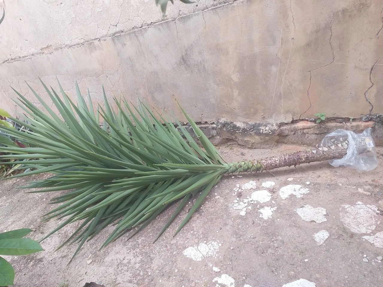 Planta yucca grande