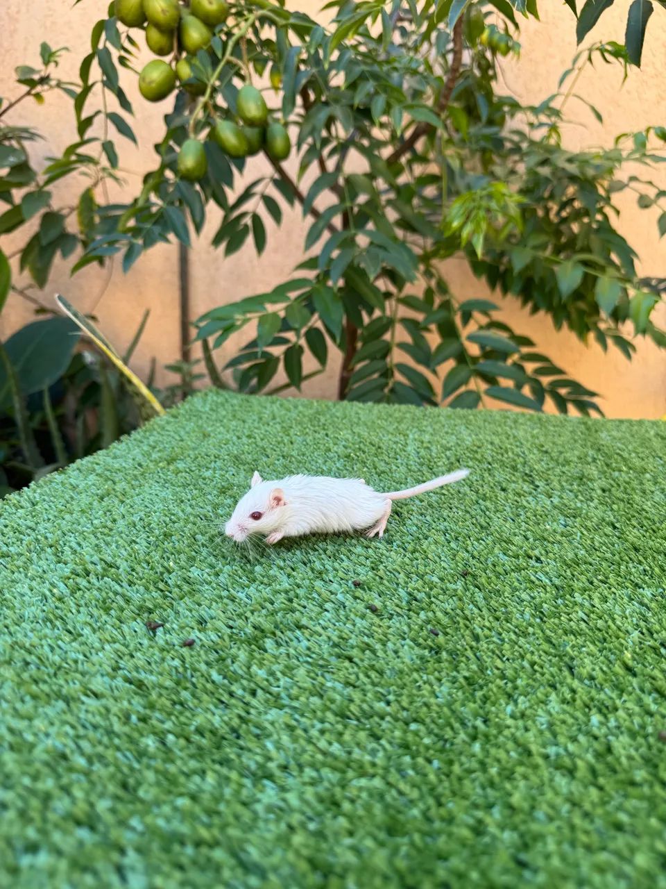 Gerbil  - Foto 4