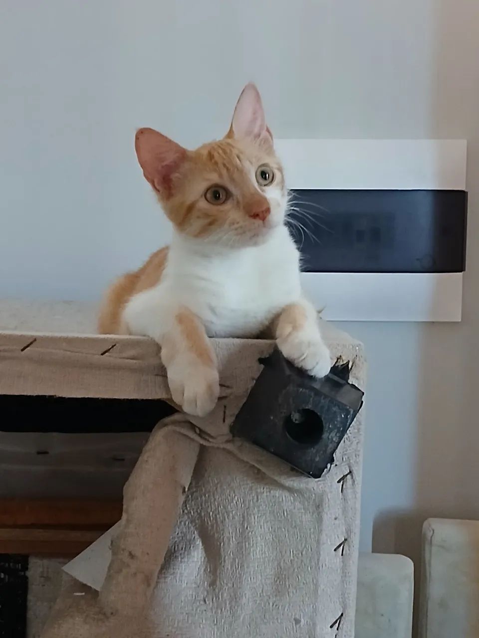 Gatinho Adote um Amigo  - Foto 5