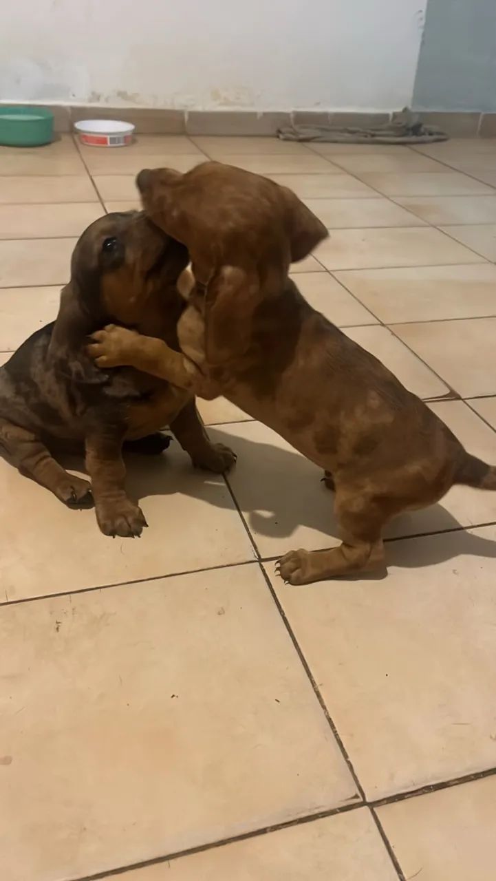 Cachorro  - Foto 3