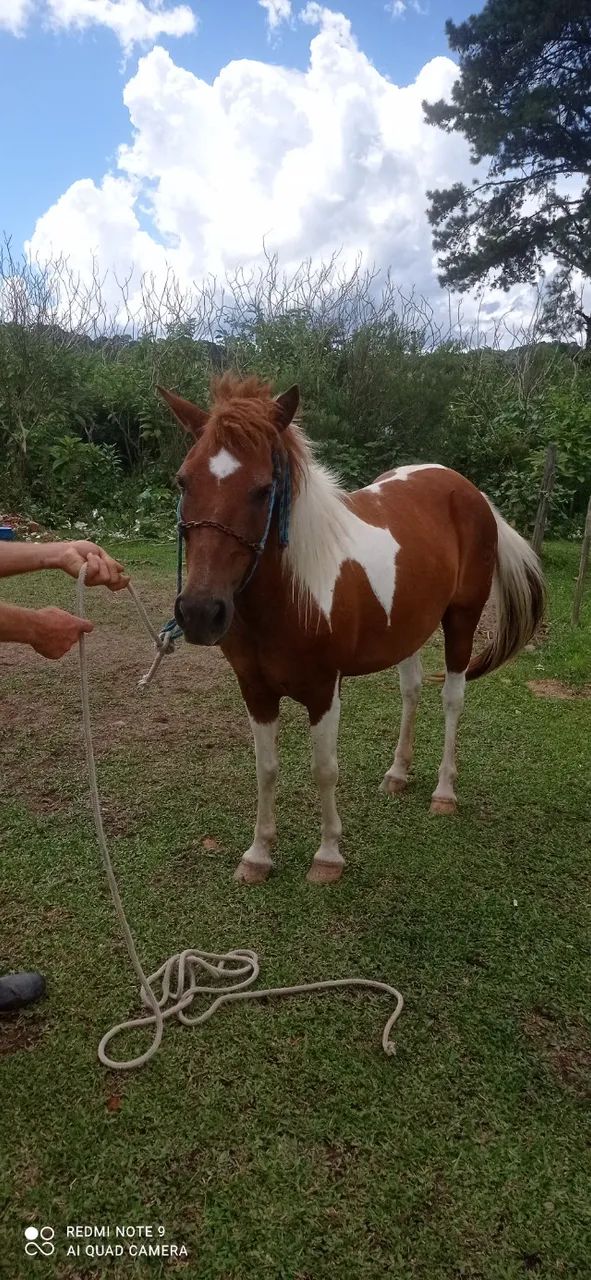 Petiço pampo manso de montaria. - Foto 5