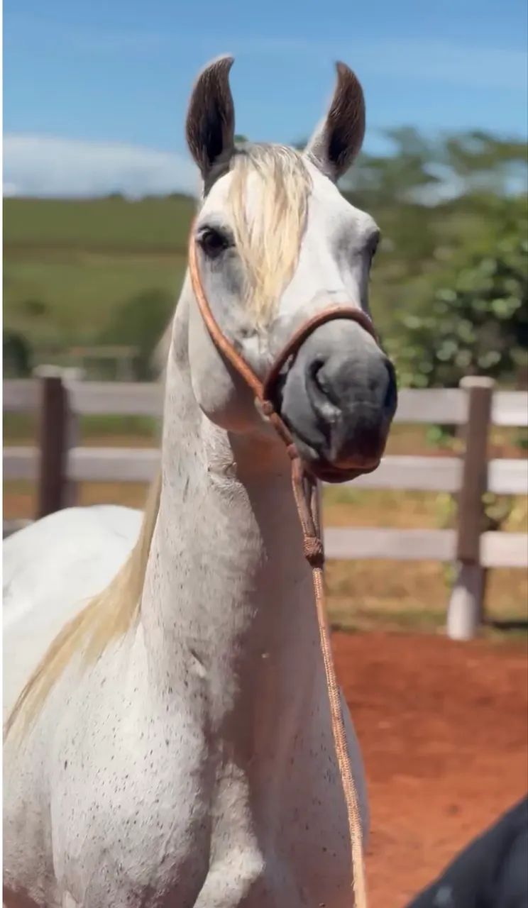 Cavalo garanhão a venda 