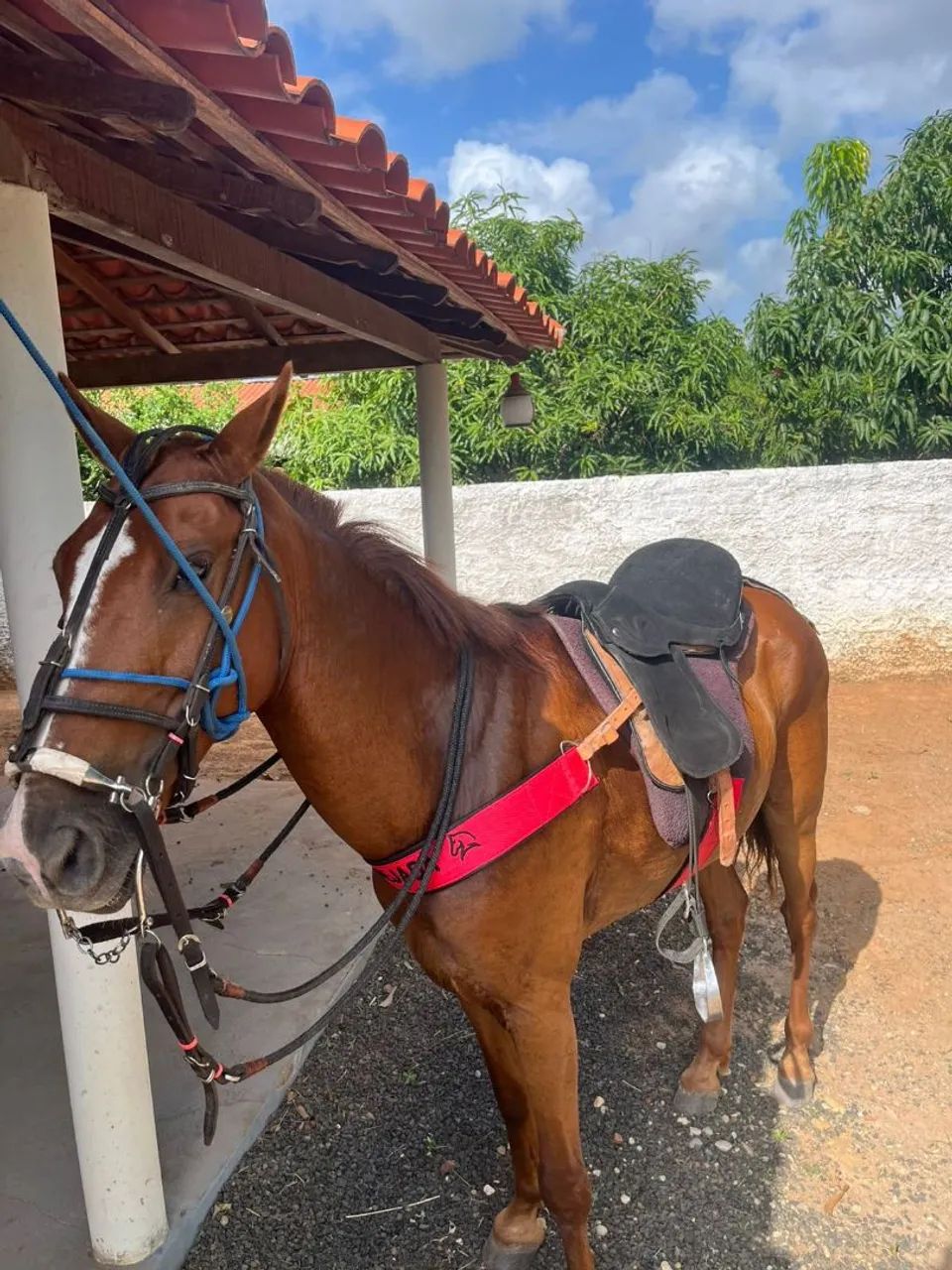 Cavalo de Campo! - Foto 2