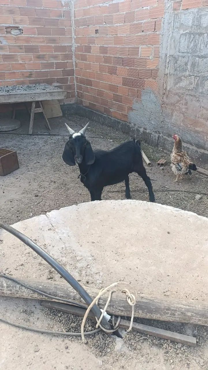Cabras e cabritos  - Foto 5