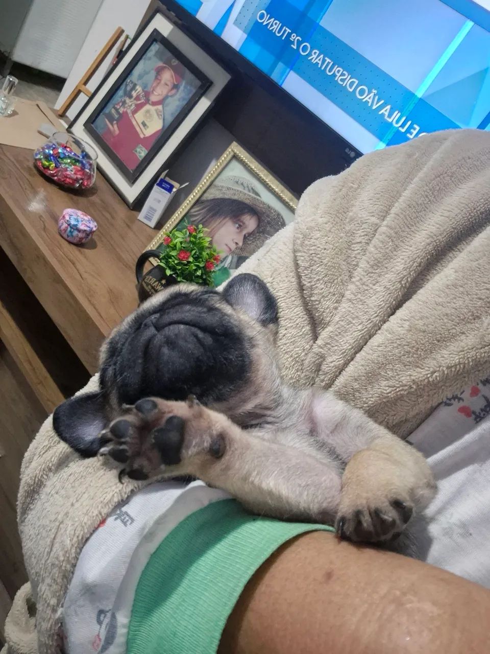 Pug abricot  - Foto 2