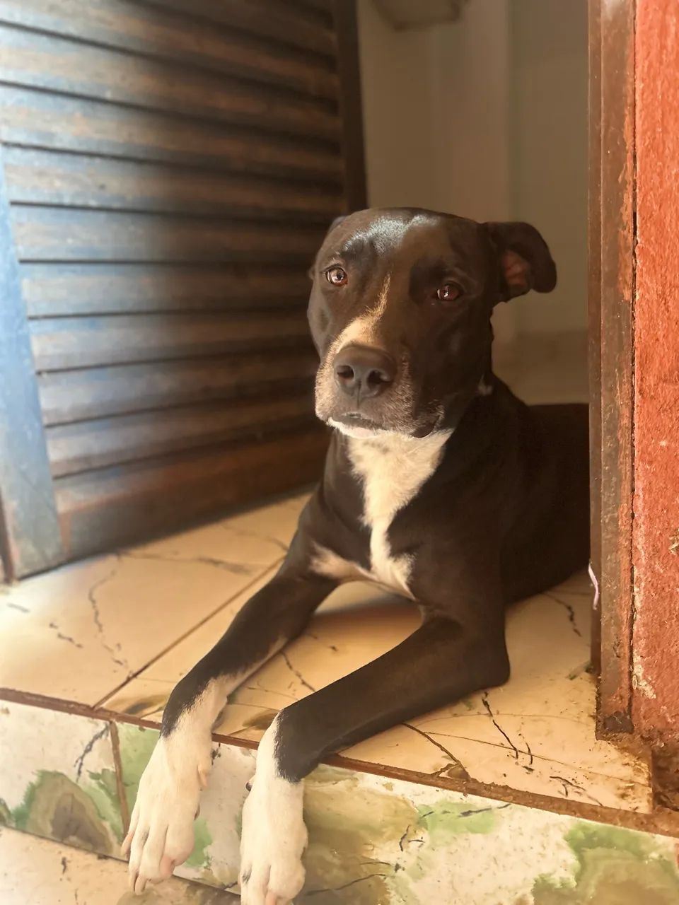 Estou doando pitbull - Foto 2